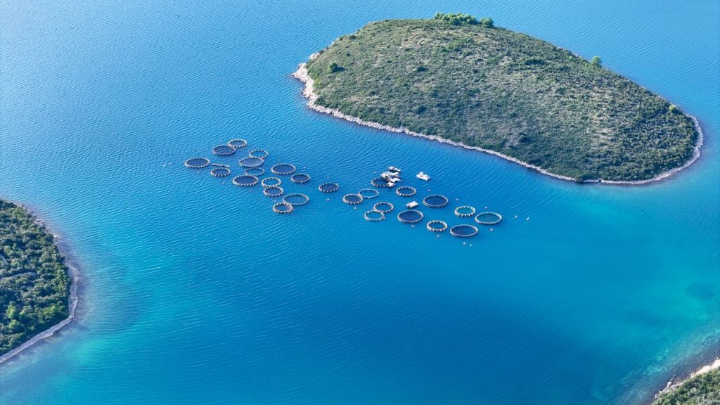 Sustainable Fisheries: How We Protect Fish for the Future