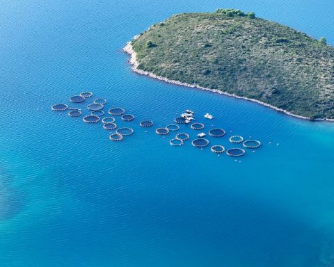 Sustainable Fisheries: How We Protect Fish for the Future