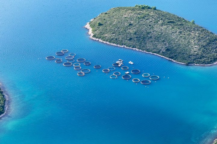 Sustainable Fisheries: How We Protect Fish for the Future