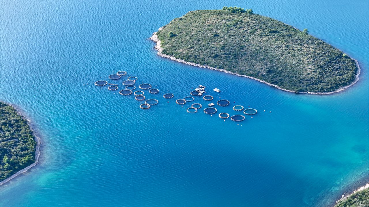 Sustainable Fisheries: How We Protect Fish for the Future
