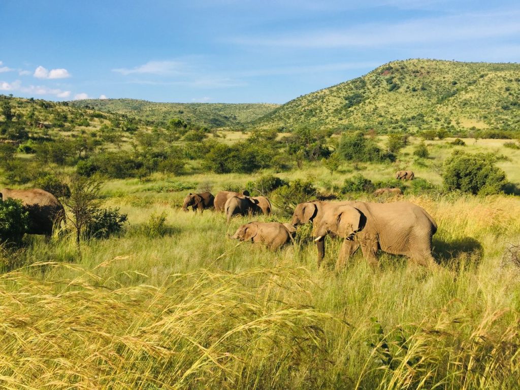 Wildlife Conservation Explained: The Simple Guide to Saving Our Planet's Animals