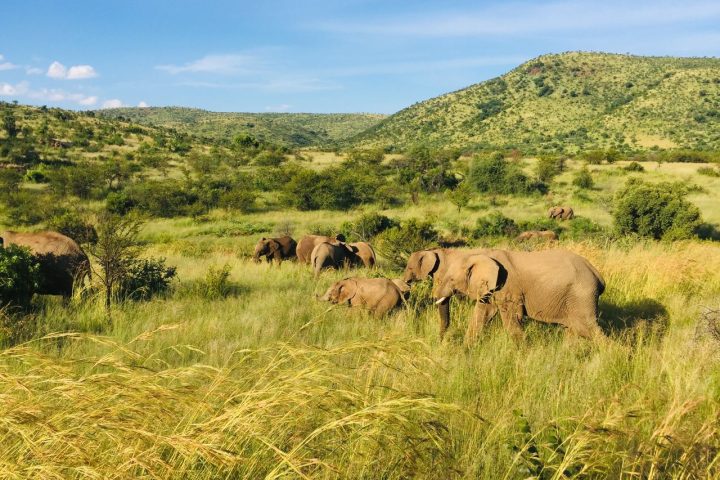 Wildlife Conservation Explained: The Simple Guide to Saving Our Planet's Animals